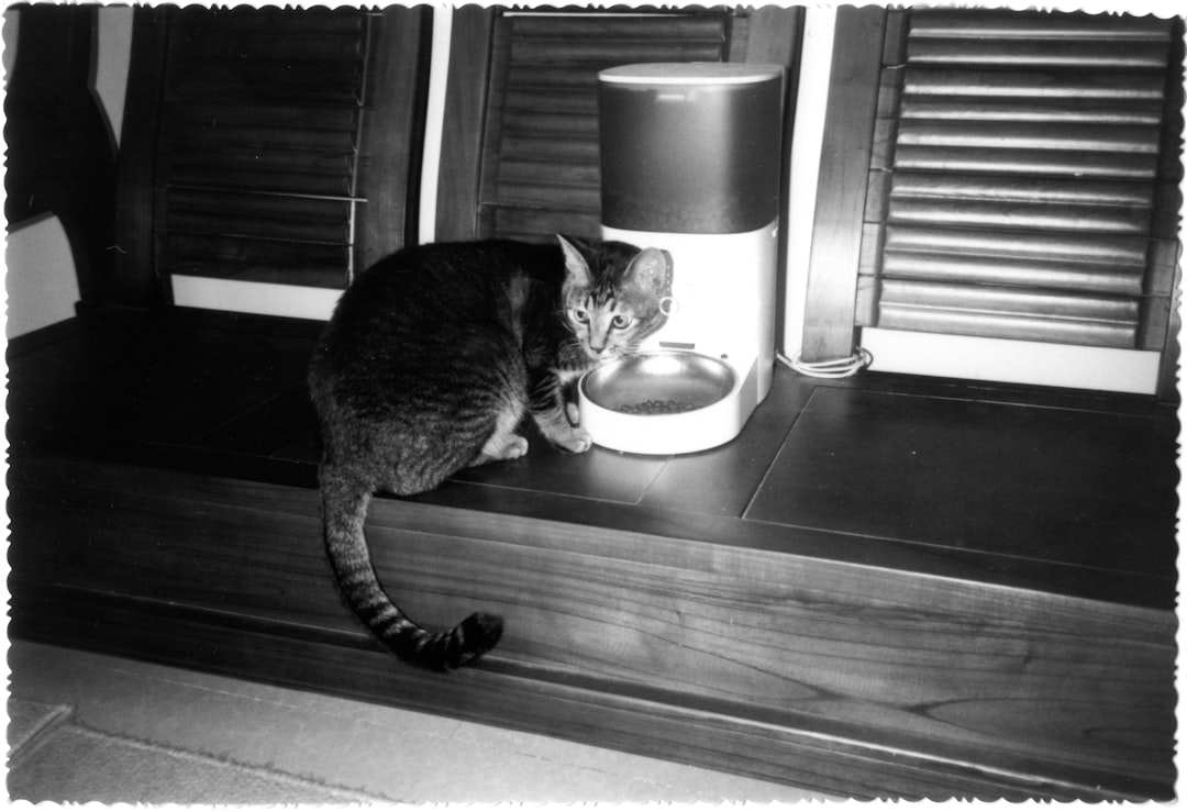 automatic cat feeder pet