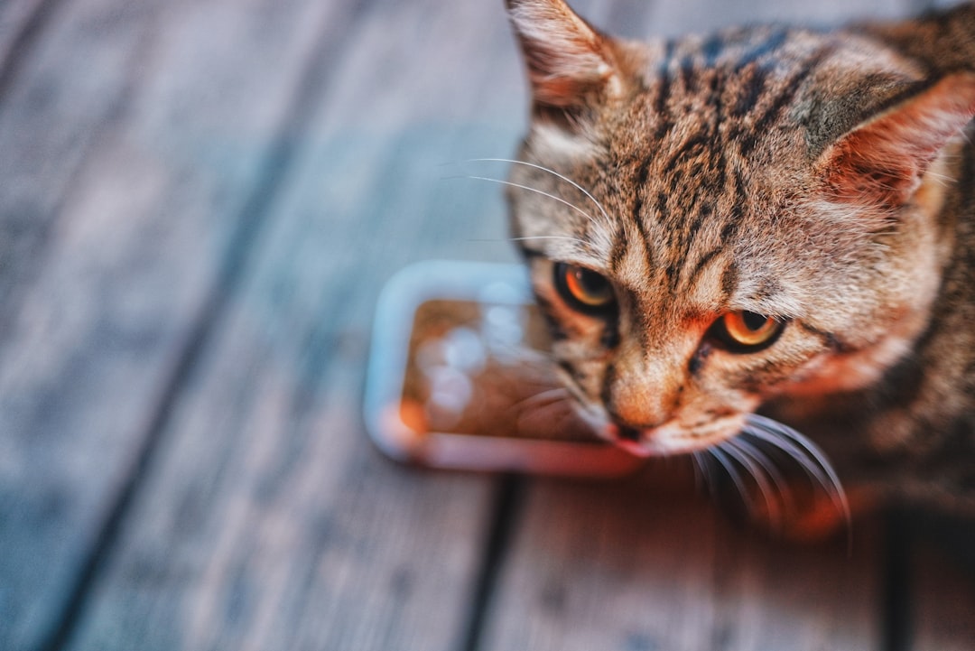 cat eating pet food bowl