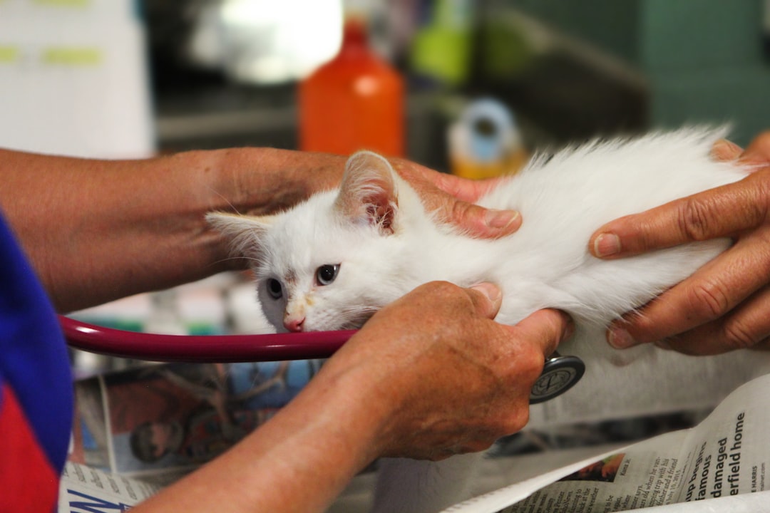 cat veterinary medical care expense