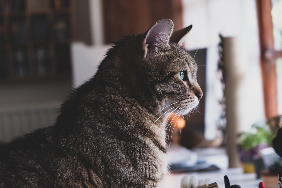 cat decision checklist apartment living