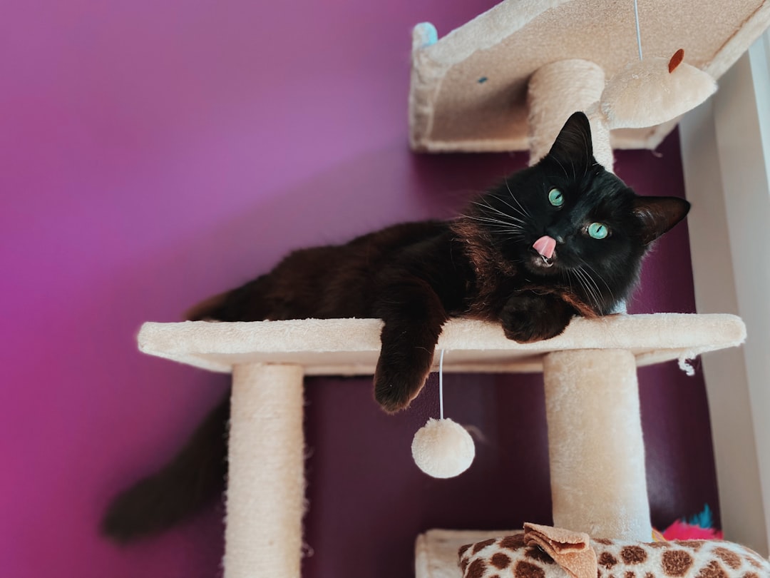 cat cage placement one bedroom apartment