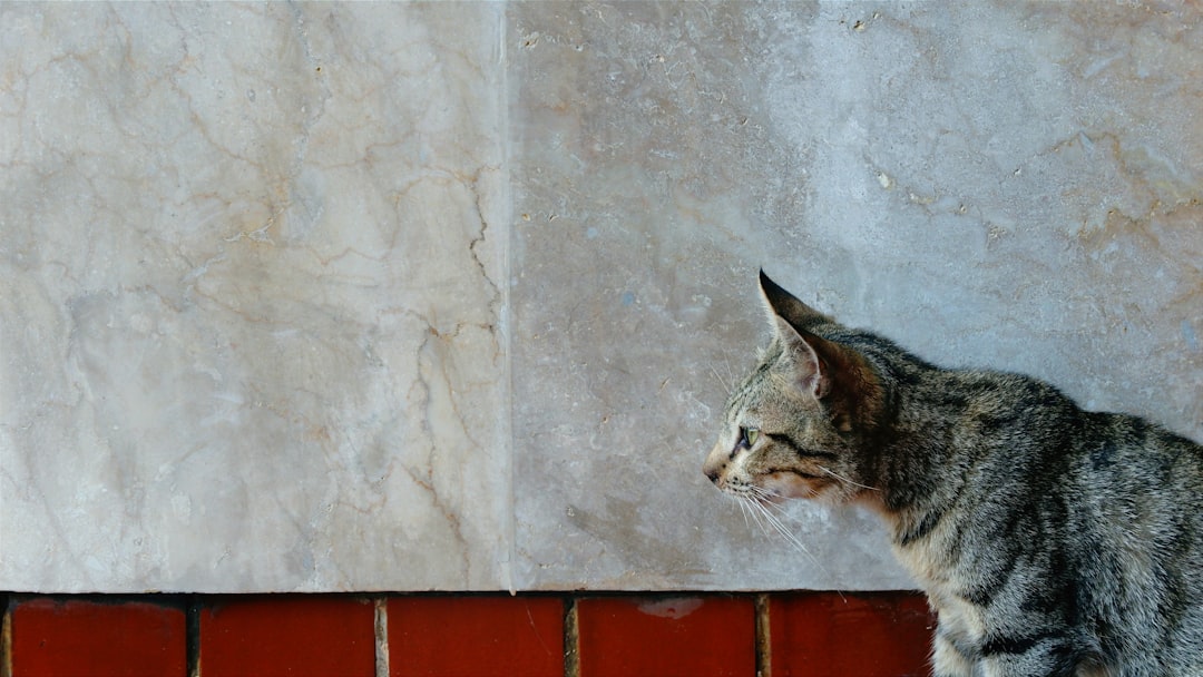 cat scratching wall