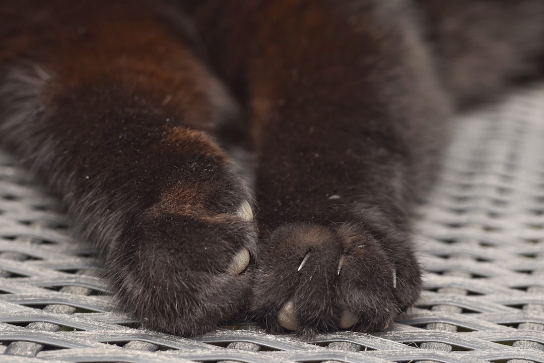 cat nail grooming