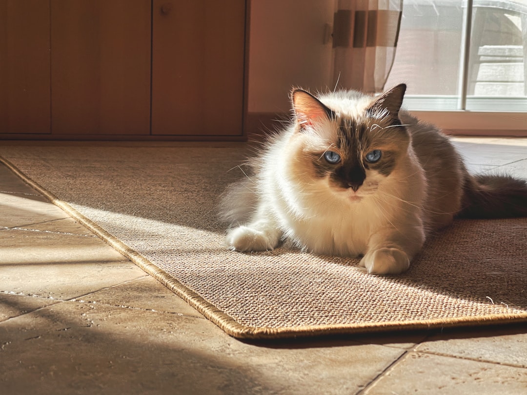 cork mat flooring cat