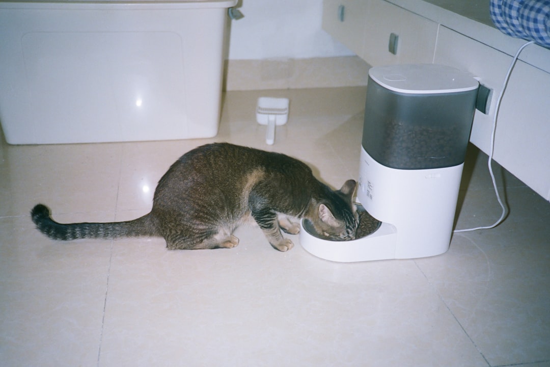 cat food automation system