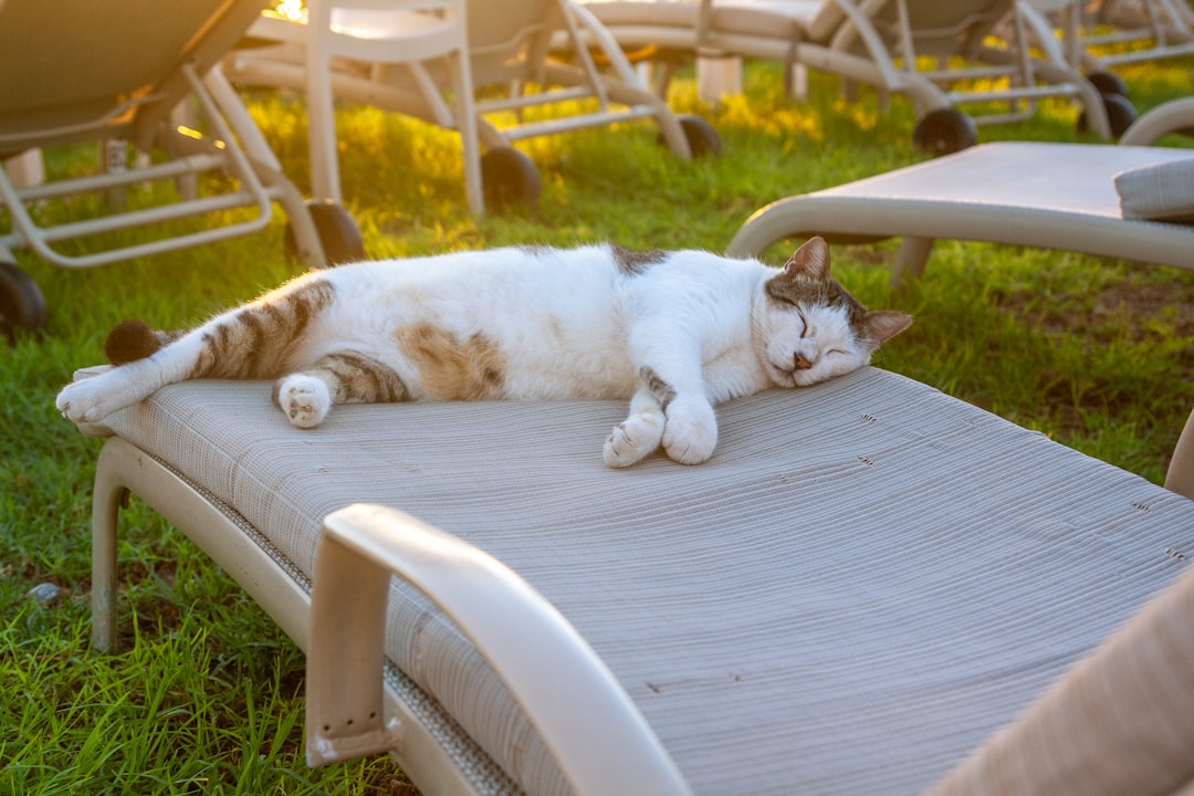 cat summer heat apartment