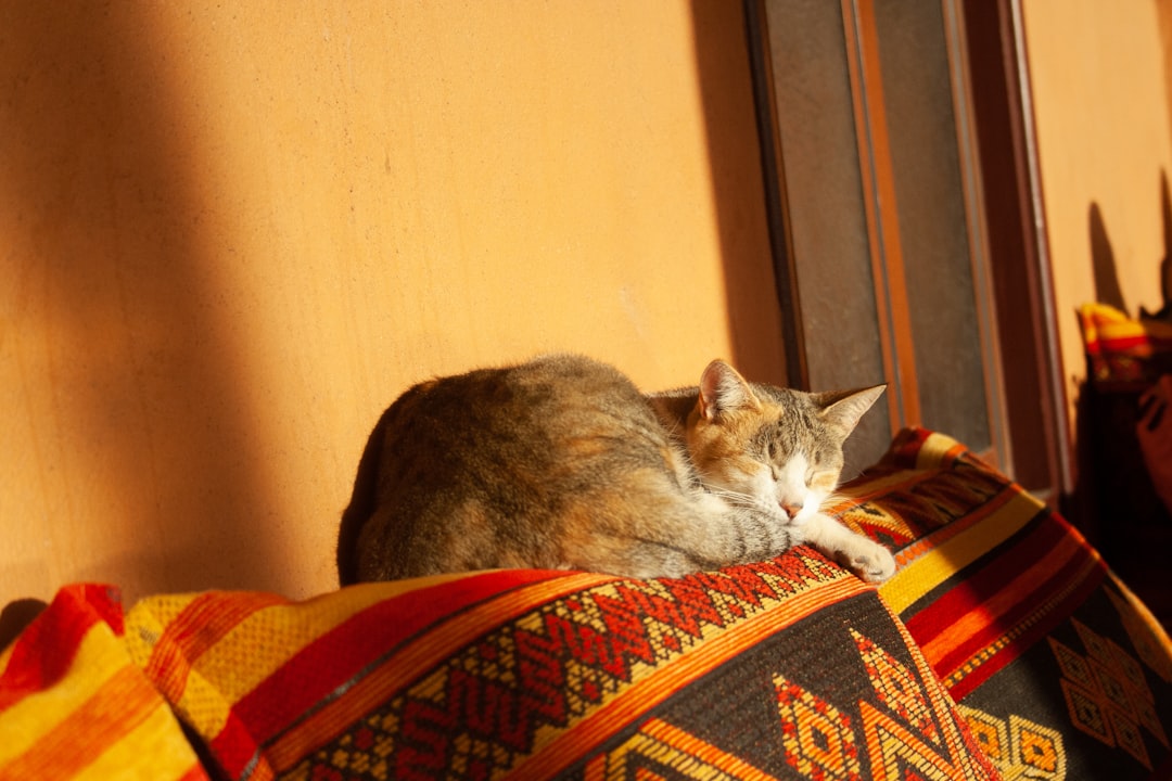 cat sleeping couch