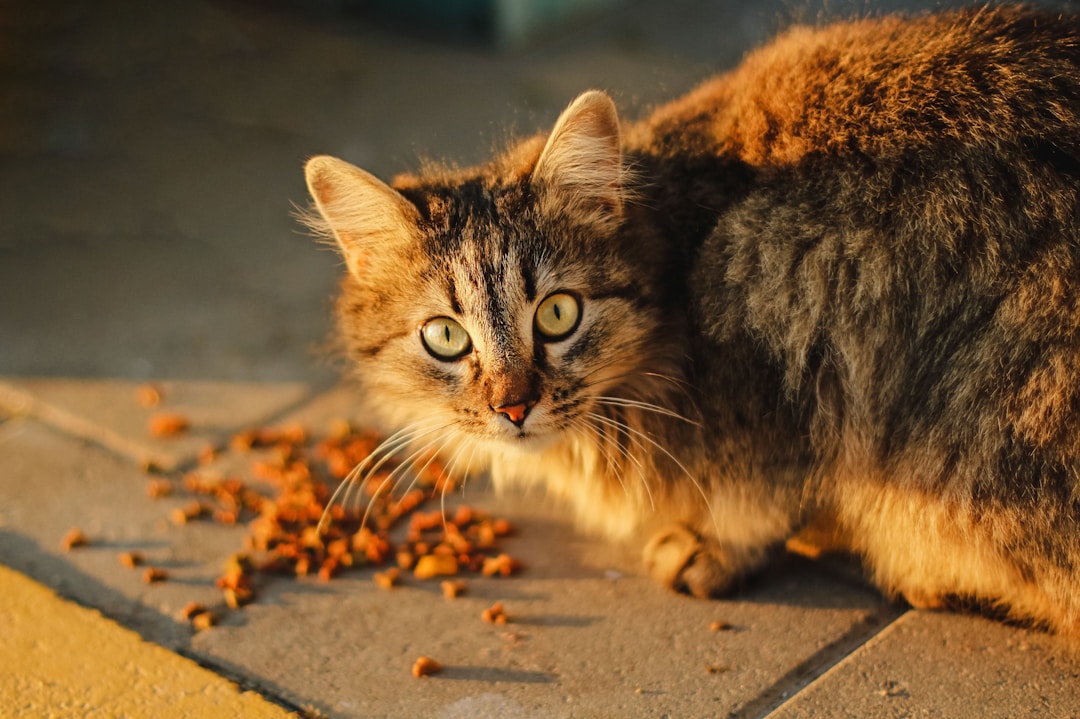 猫に危険な食材