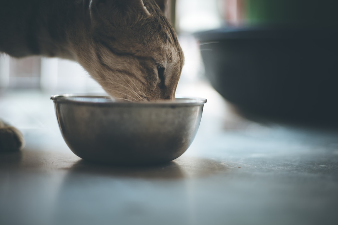 健康的な猫のごはんボウル