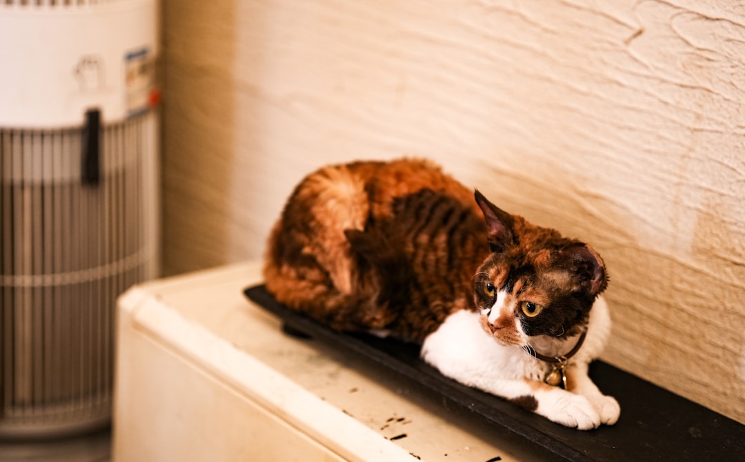 cat allergy air purifier home