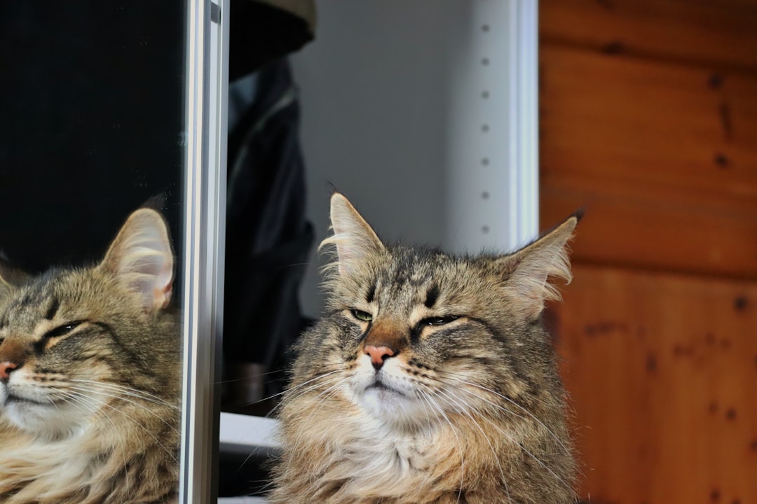 cat owner reflection five years happy