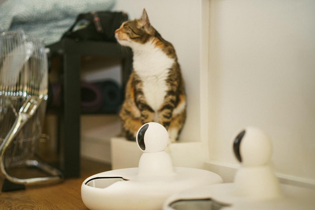 cat home alone smart device