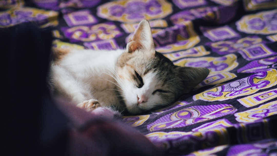 cat sleeping home camera