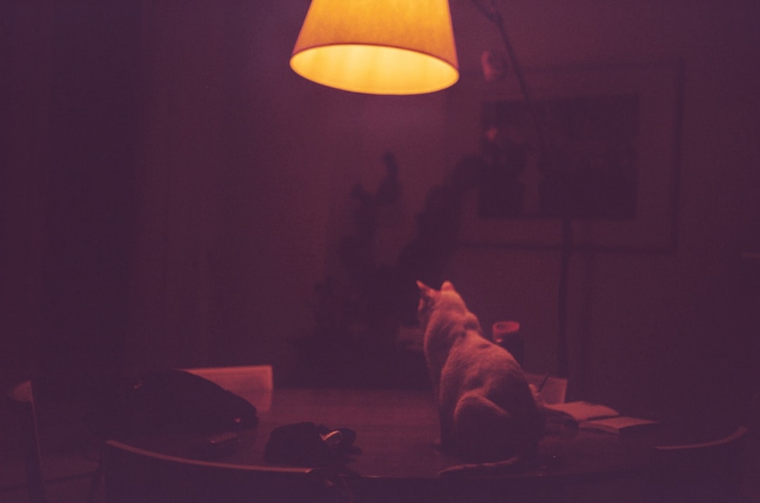 cat comfortable home evening