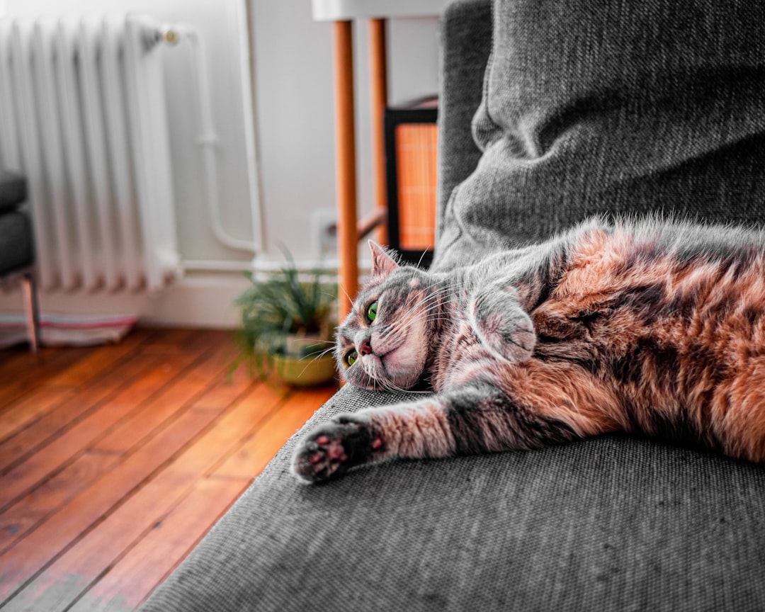 cat sleeping couch apartment