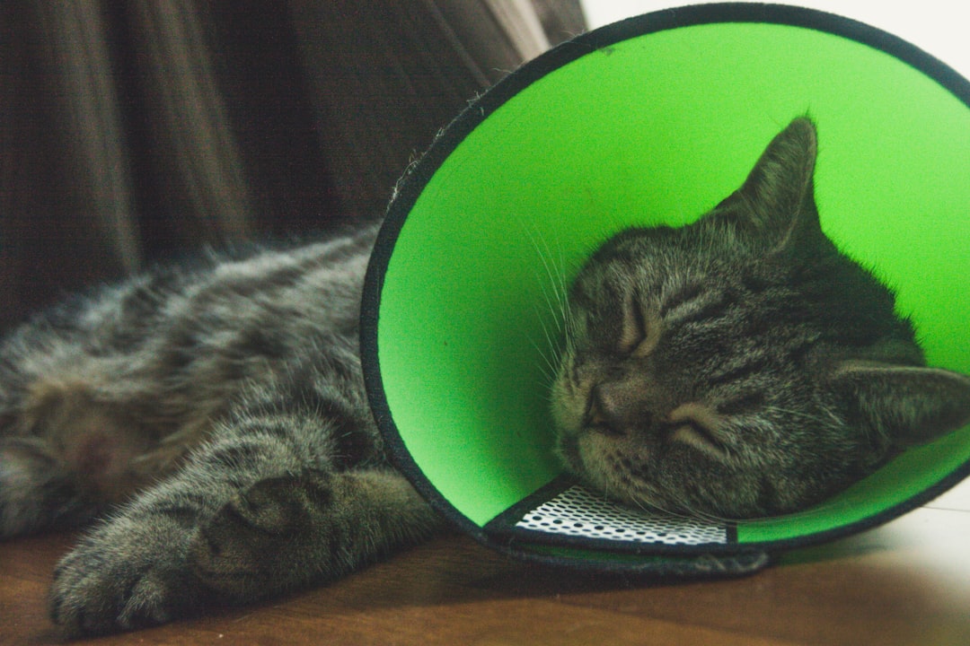 cat-neutering-cost-record
