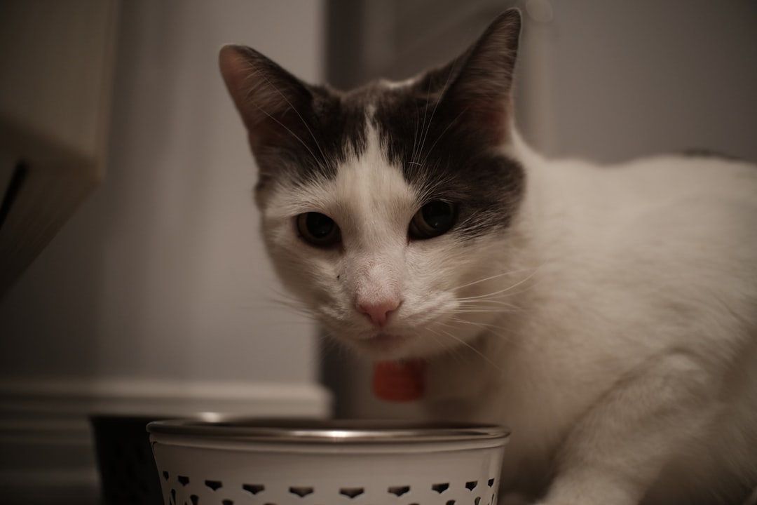 cat food bowl empty