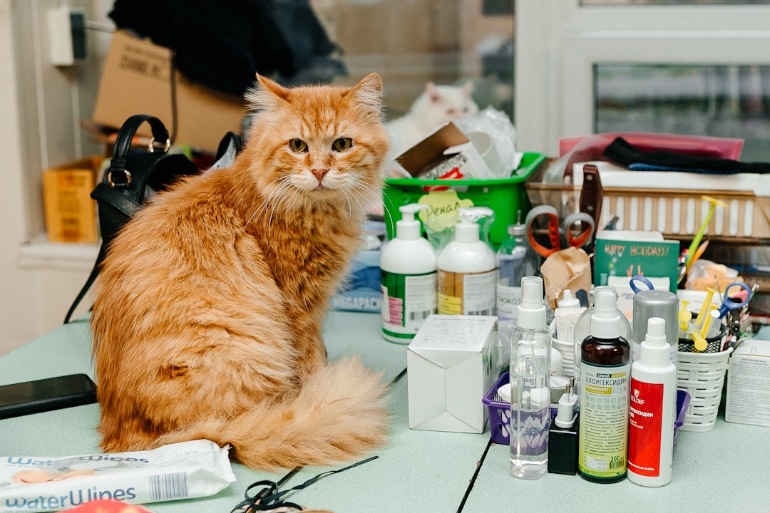 cat vet hospital check