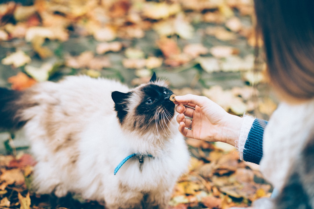 cat food treats snack