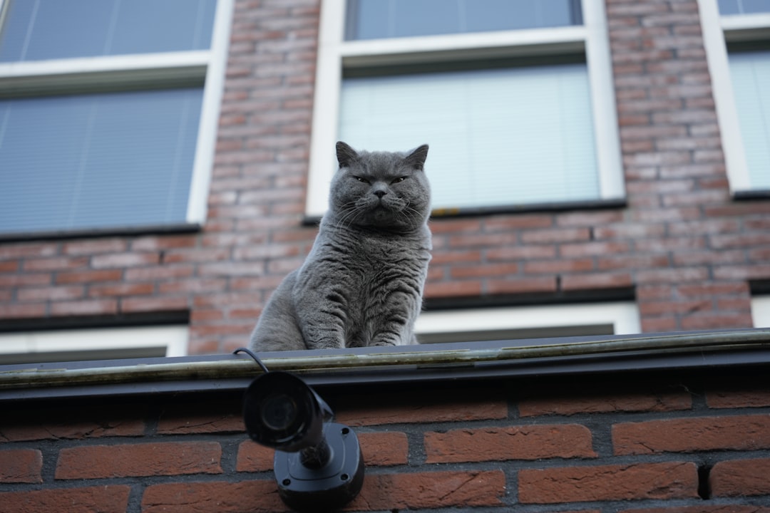 cat home surveillance comparison setup