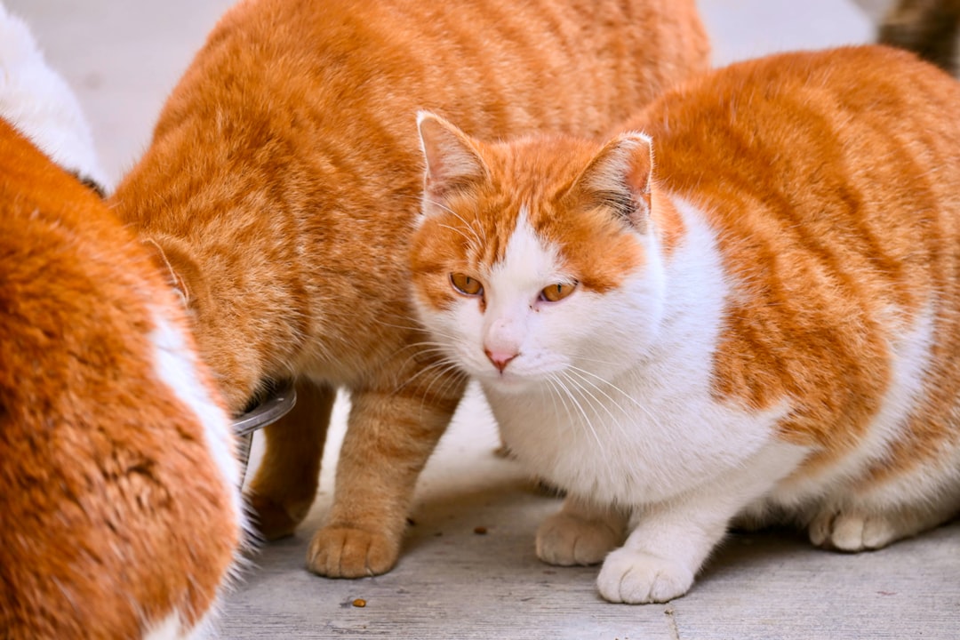 cat senior diet food bowl