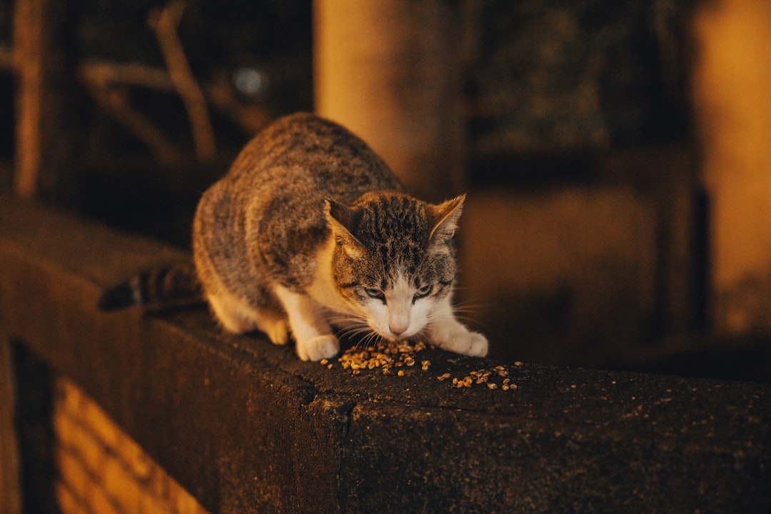 cat senior health food