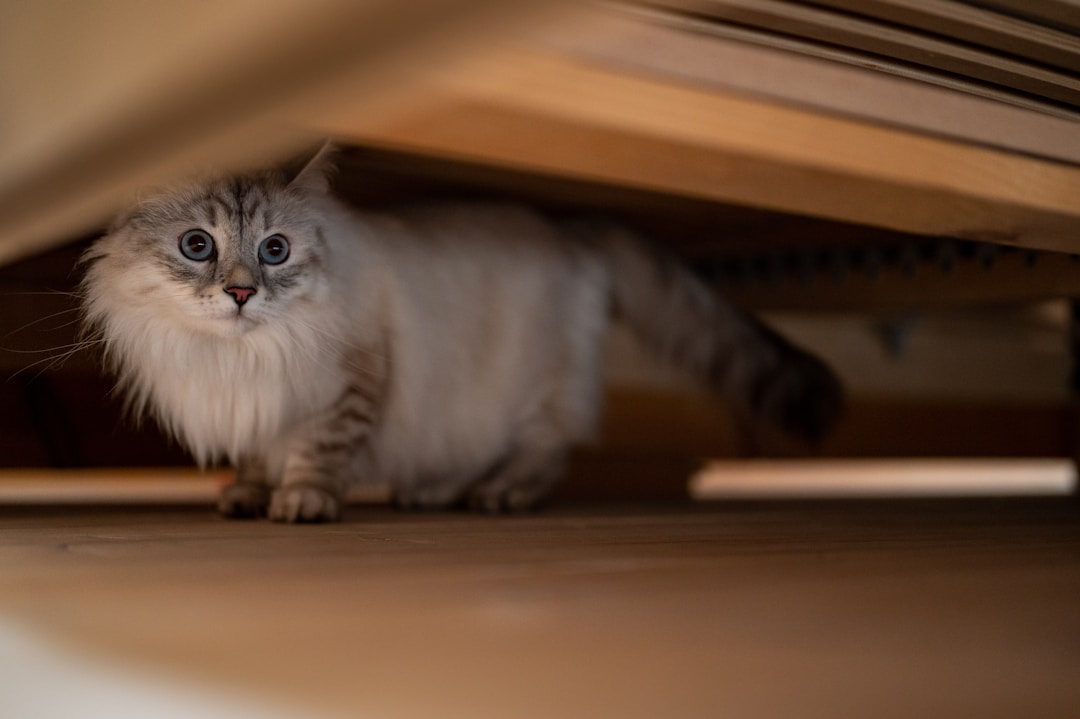 cat hiding under bed pet sitter