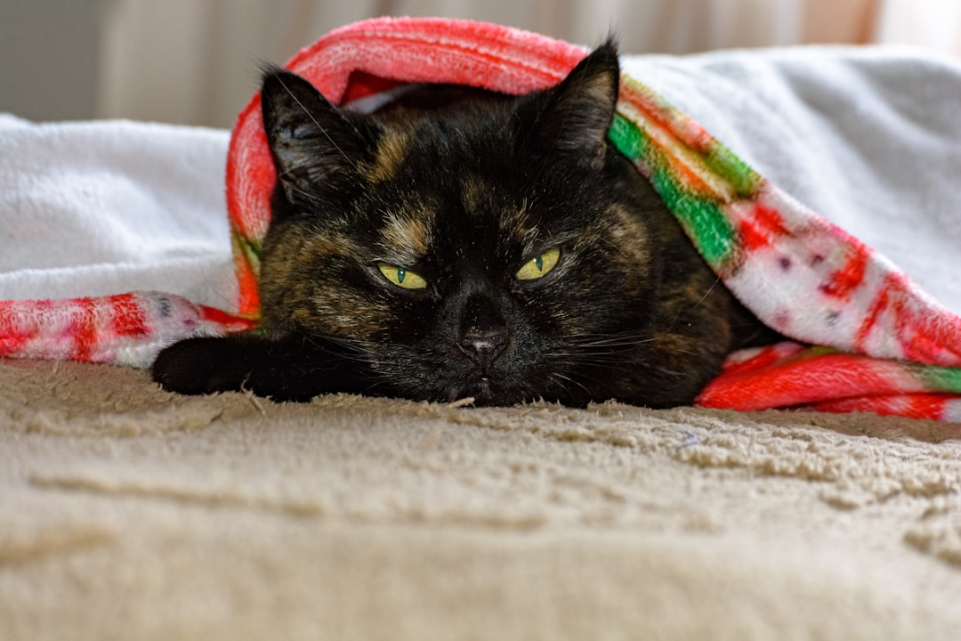 cat home comfort alone living