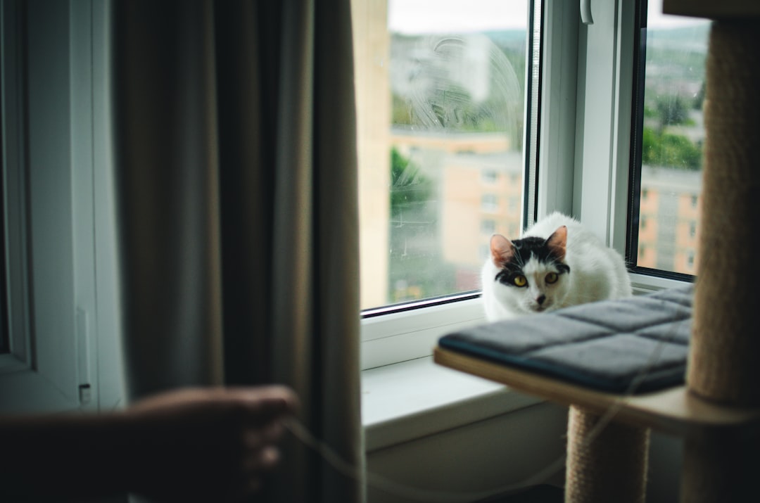 smart home cat room setup