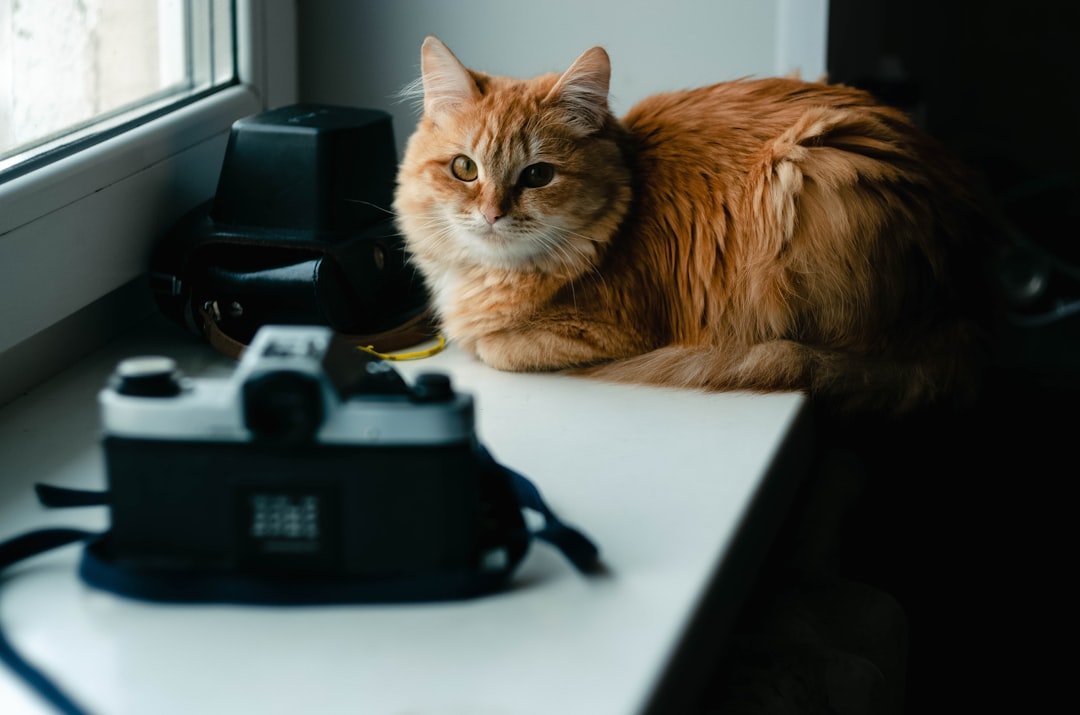 cat watching smart home camera