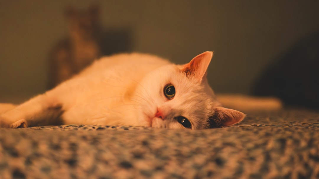 cat apartment floor protection