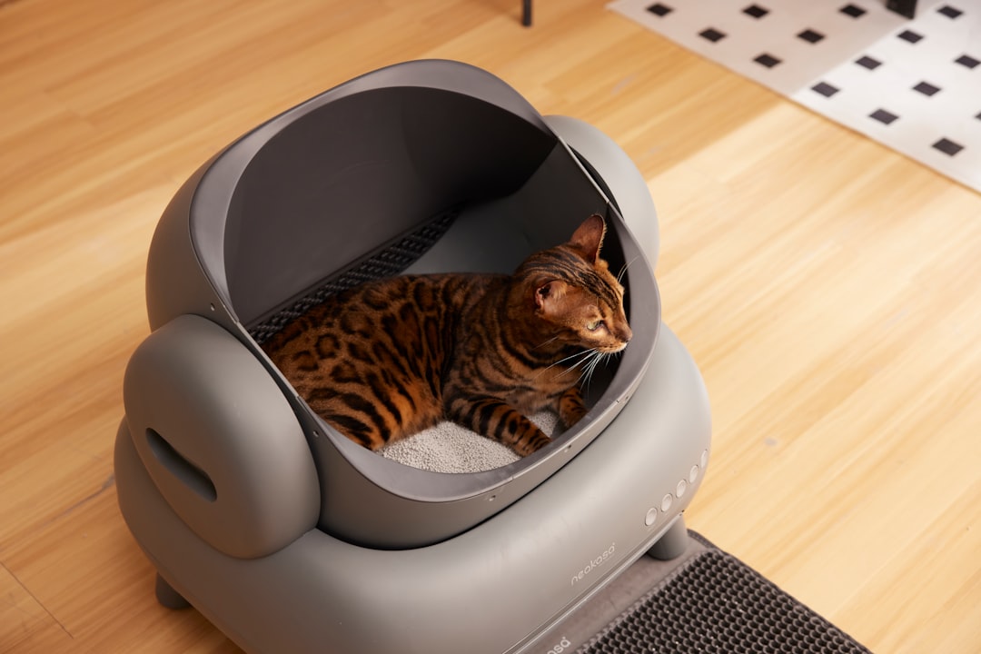 cat litter types comparison