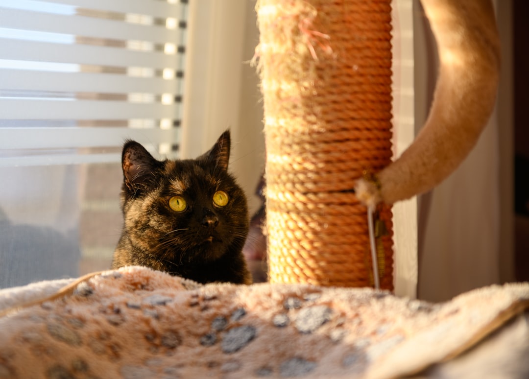 cat litter recommendation table