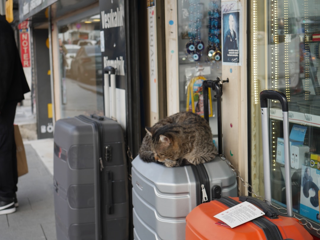 cat alone home travel suitcase
