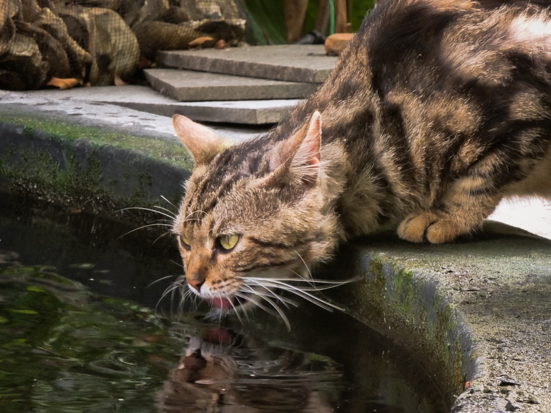 cat water fountain maintenance