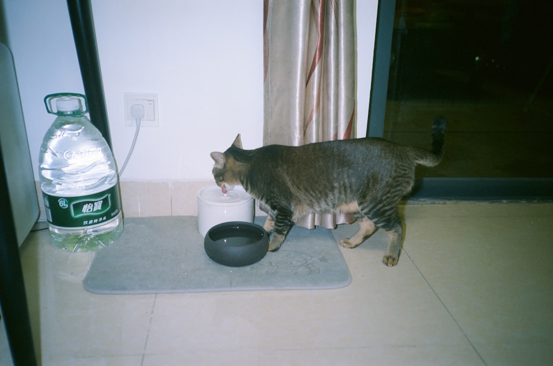 cat hydration management