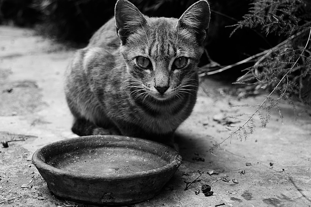 cat water bowl placement