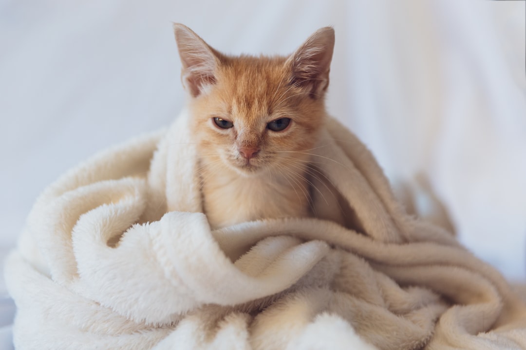 cat winter warm blanket