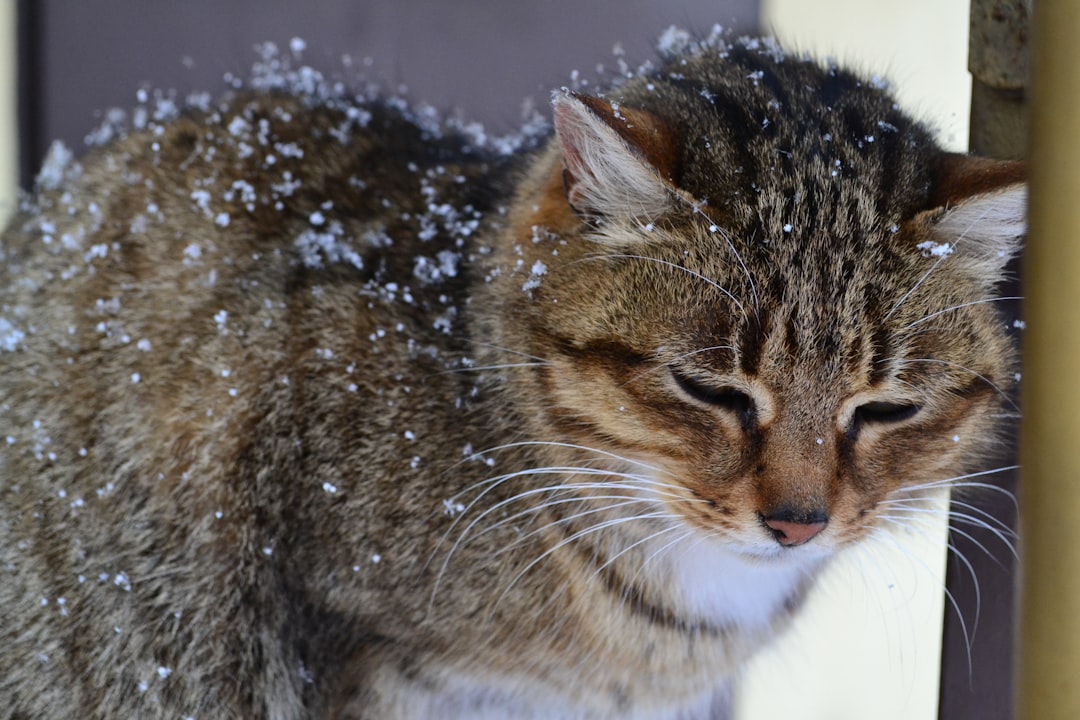 cat checking winter signs