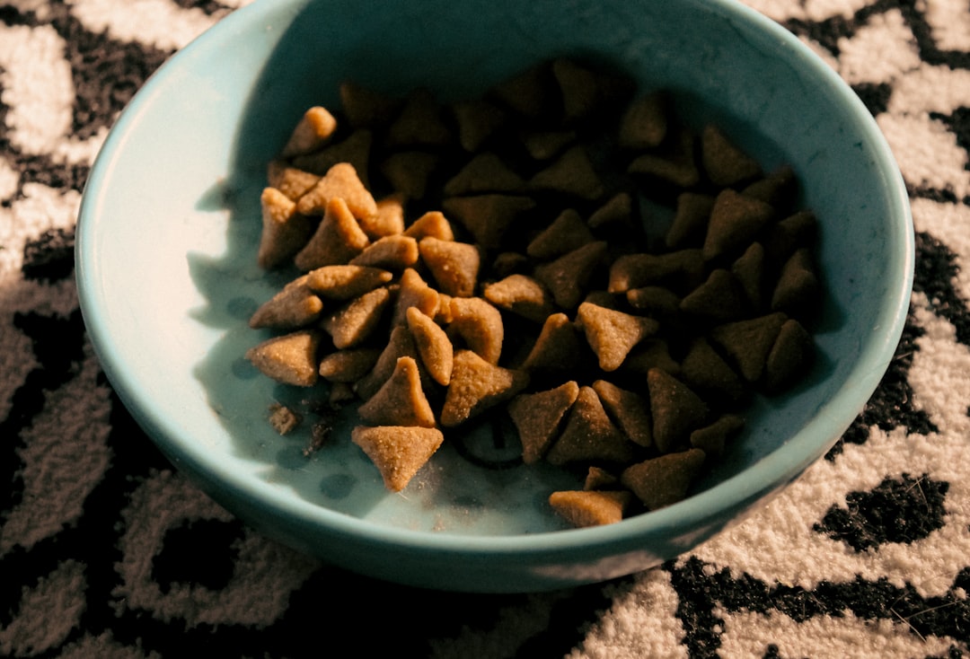 cat food dry kibble bowl