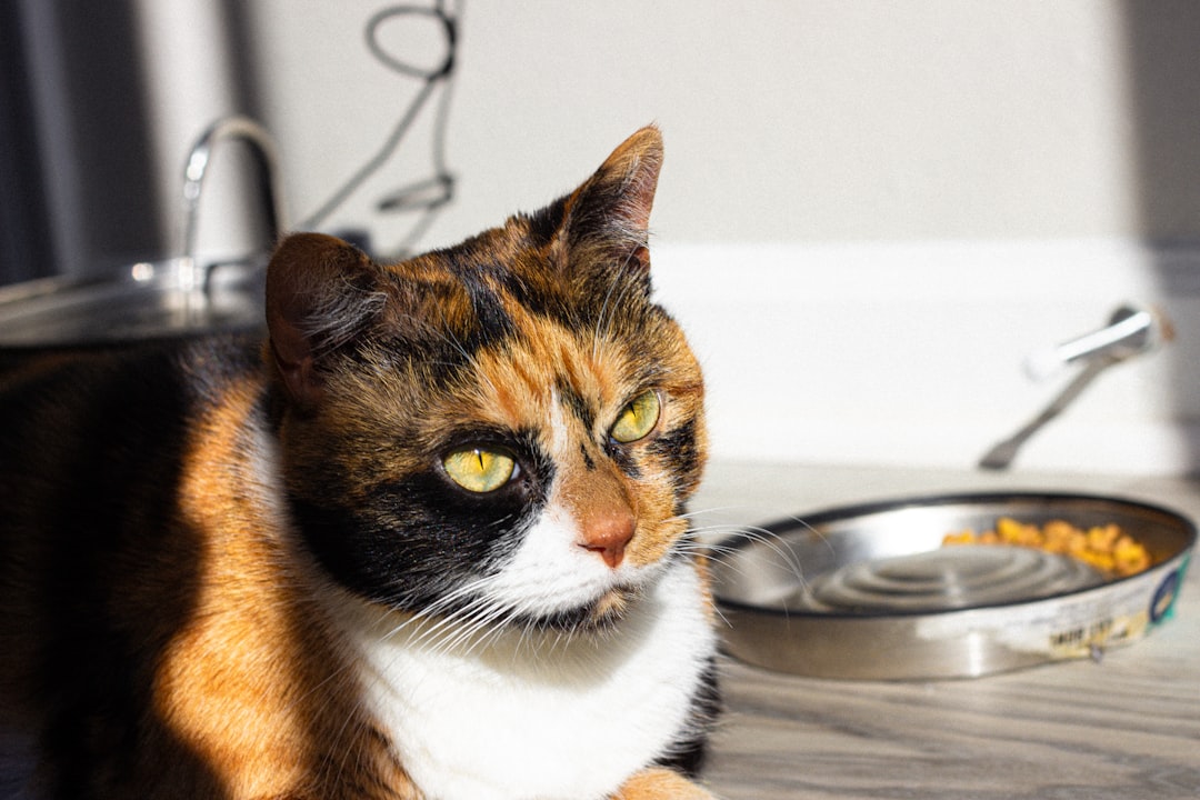 cat food comparison five brands