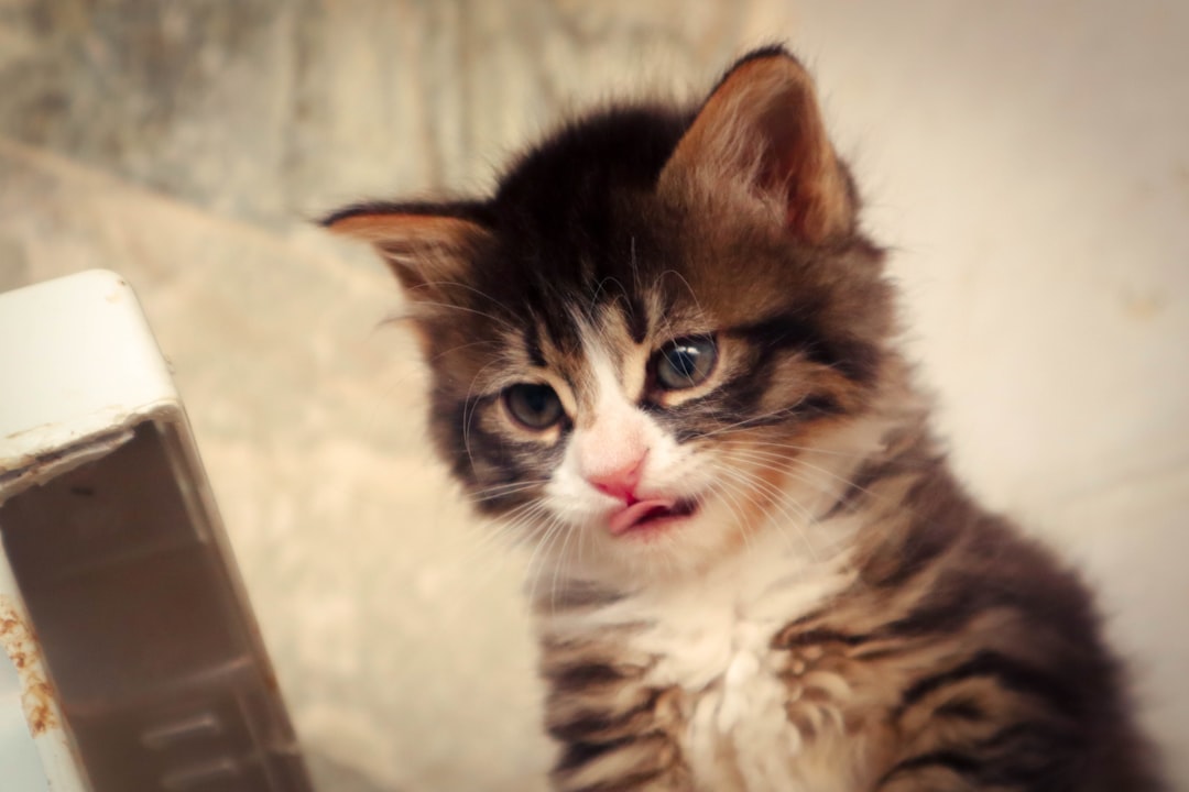 cat dry food bowl