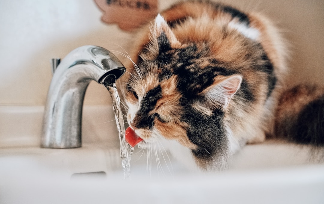 猫が水を飲んでいる様子