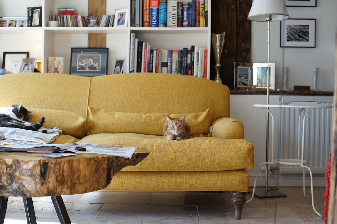 cat living space one room