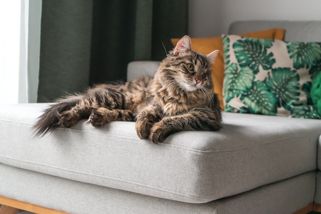 cat home checklist summary