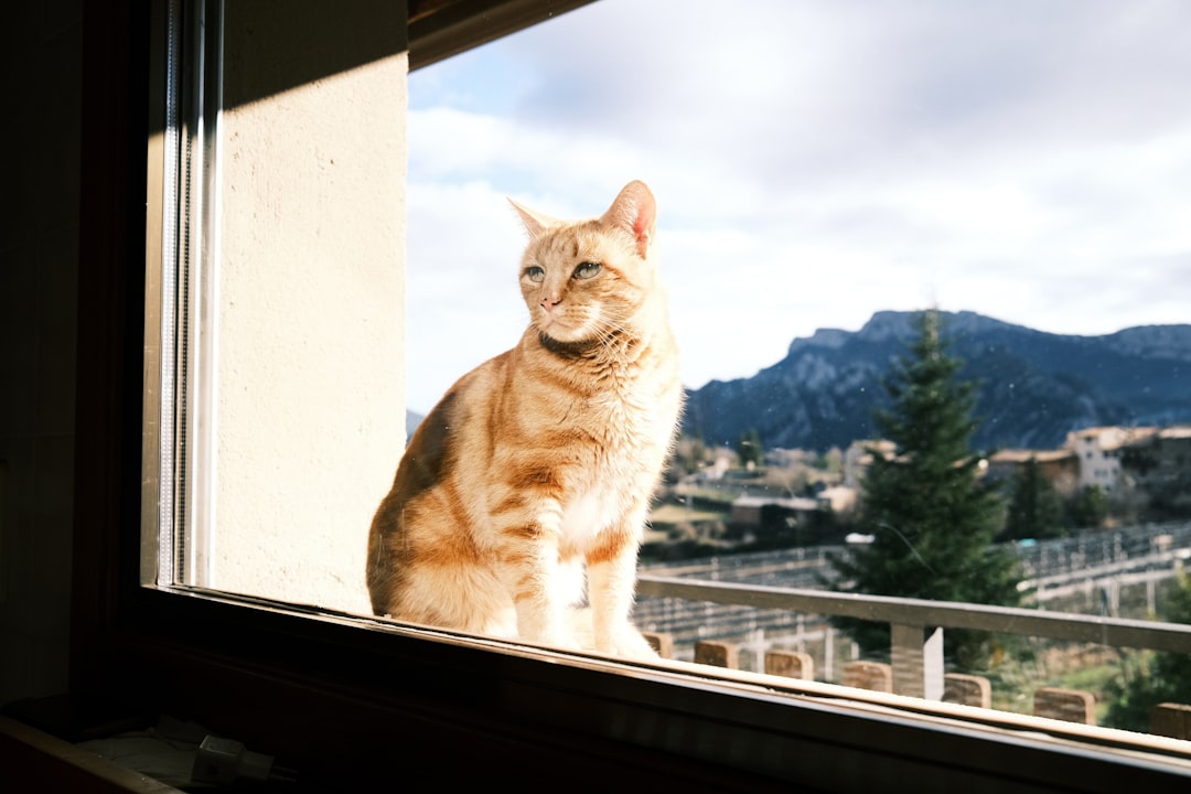 apartment rental cat allowed