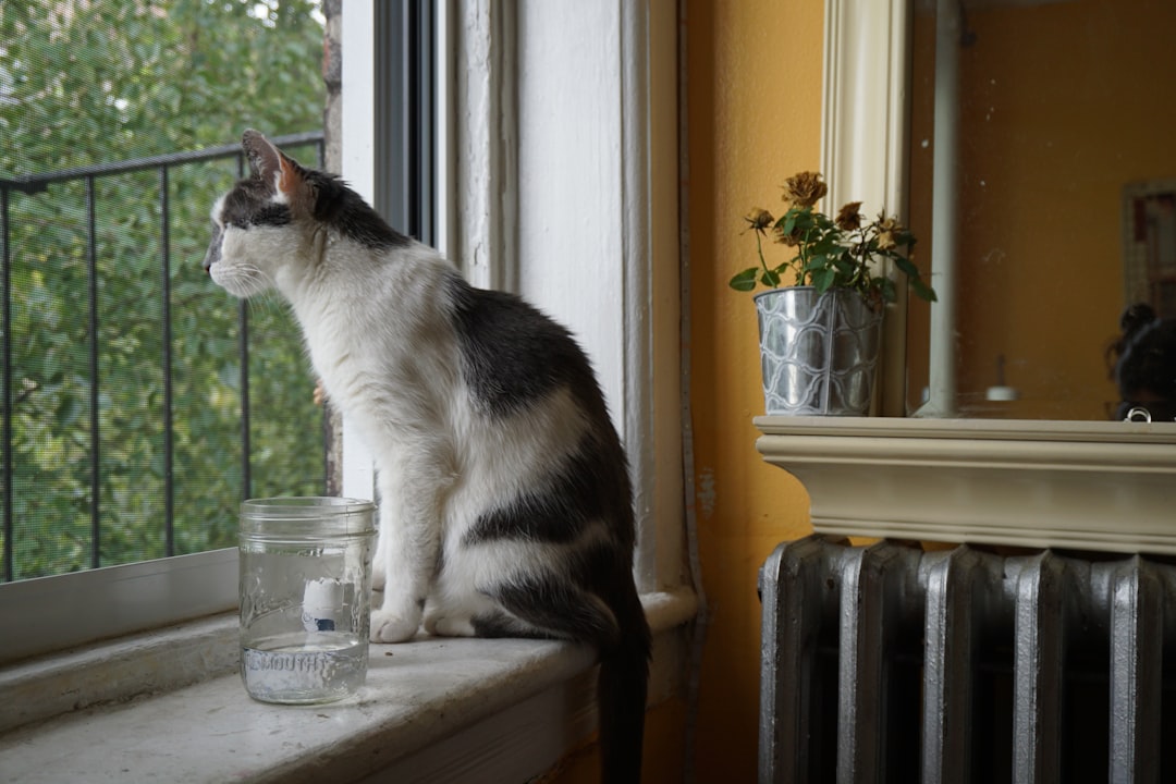 cat looking out window apartment