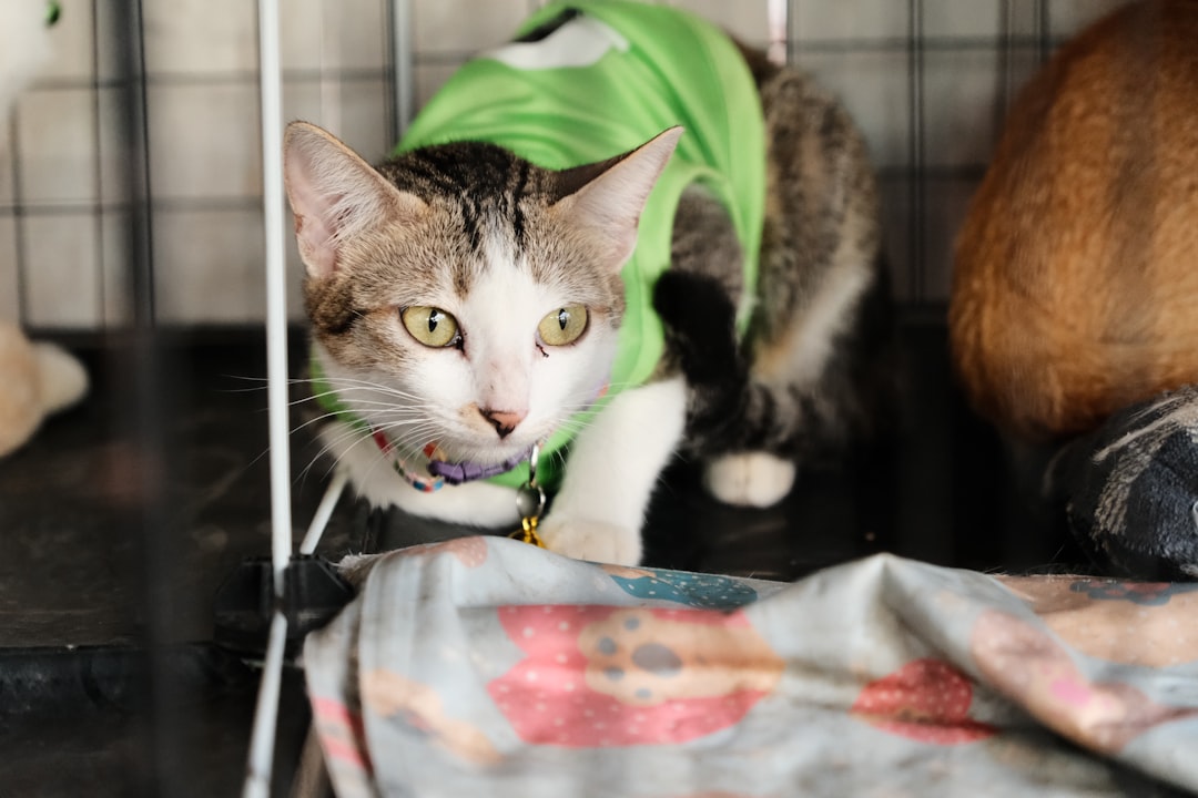protective cat shelter adoption