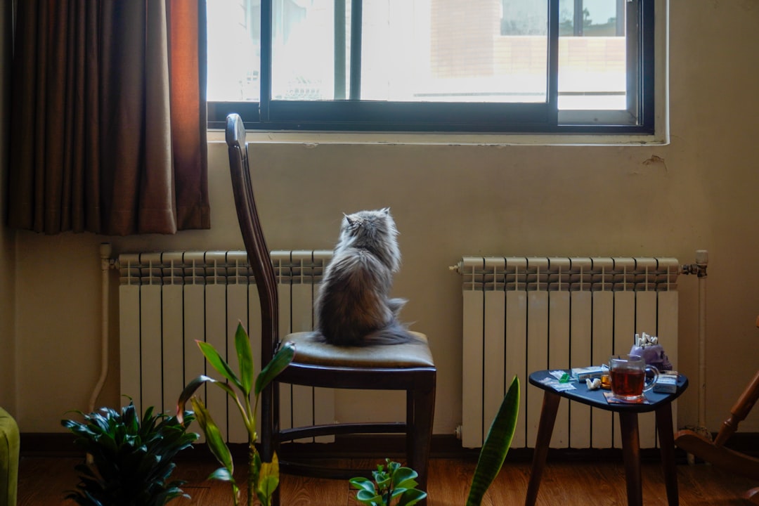cat living alone apartment cozy