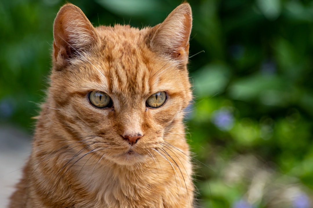 a close up of a cat with green eyes